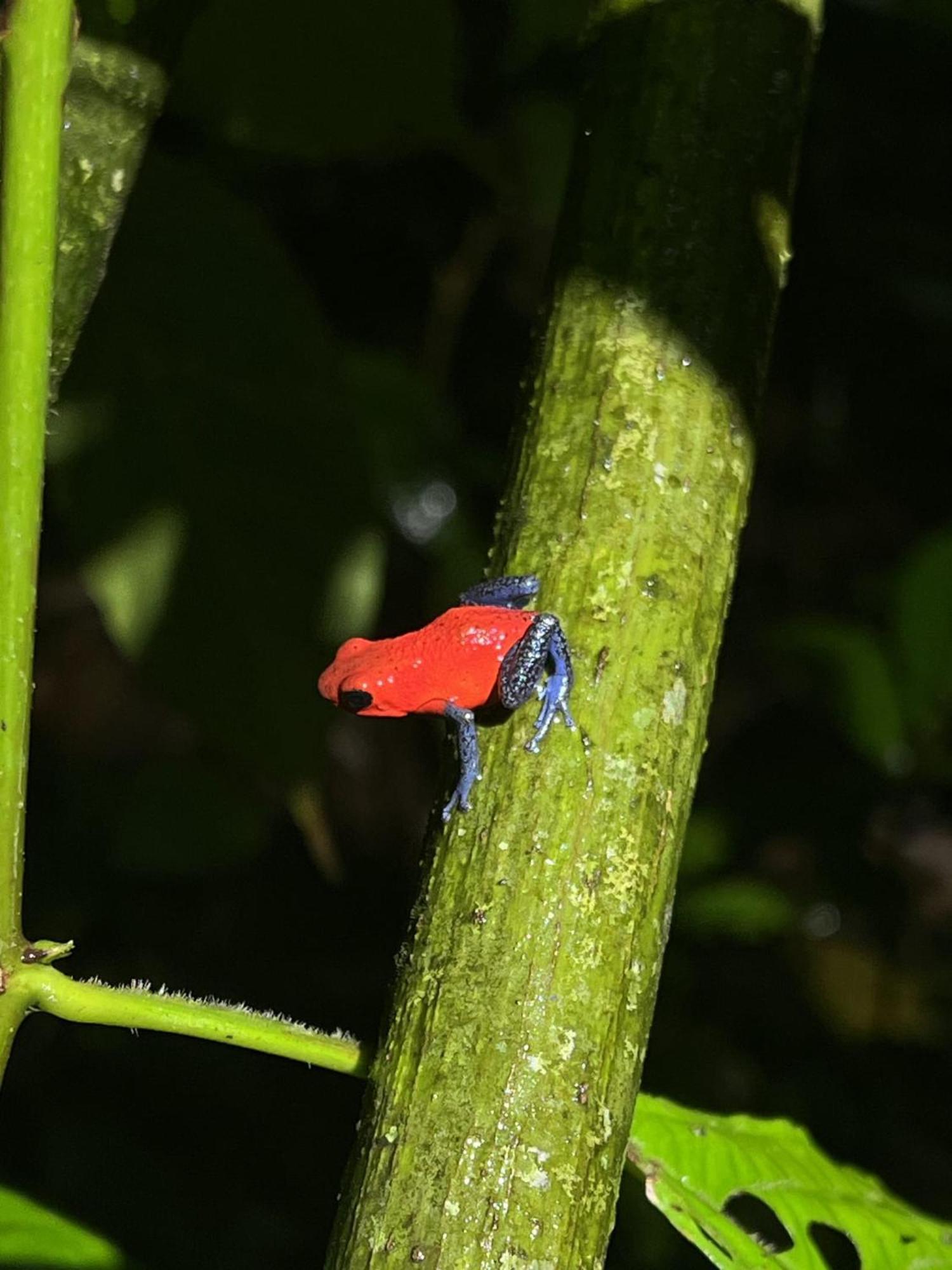 Kakao Lodge & Garden Rio Celeste Bijagua Ngoại thất bức ảnh