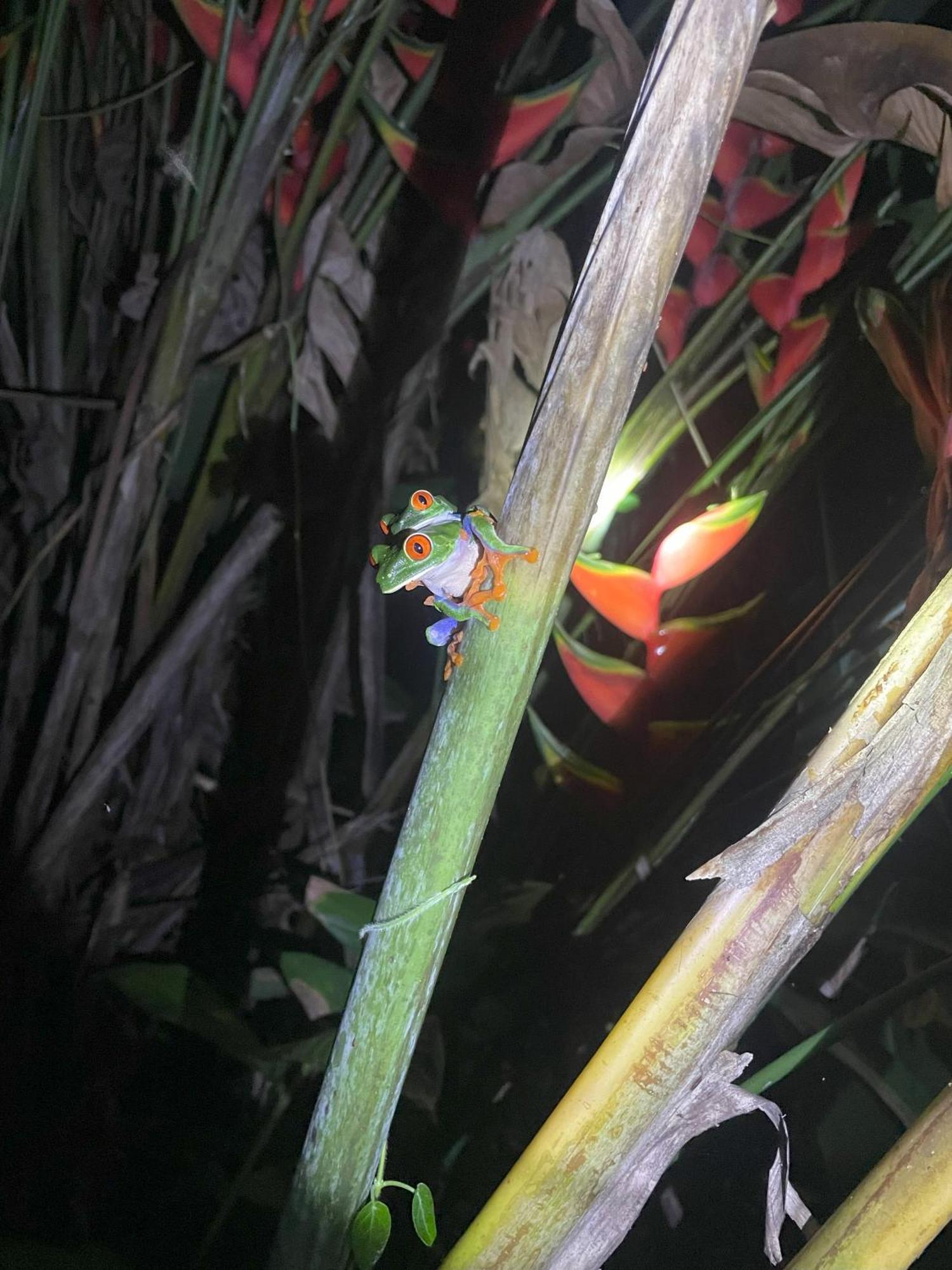 Kakao Lodge & Garden Rio Celeste Bijagua Ngoại thất bức ảnh